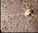 Model Cave Harvestman, Snake Valley